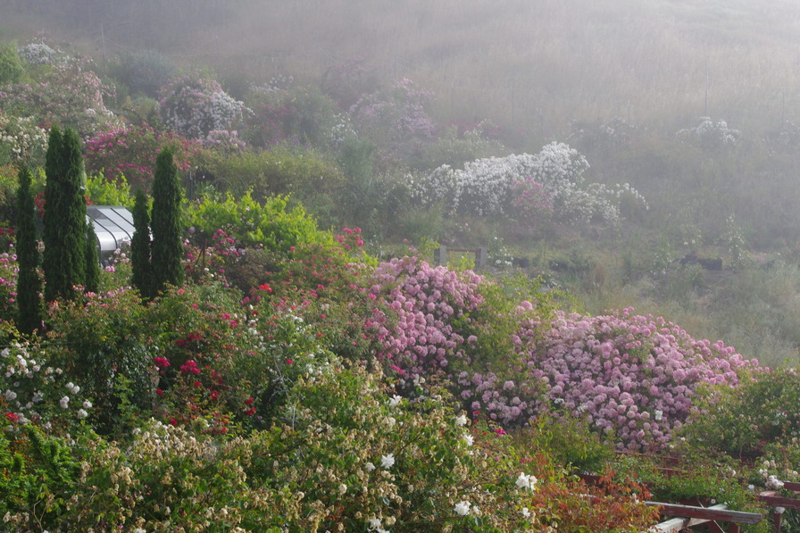 'Red Rose Ridge'  photo