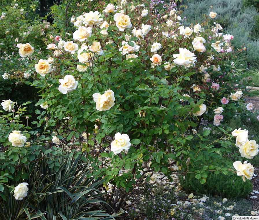 'Fred Howard' rose photo