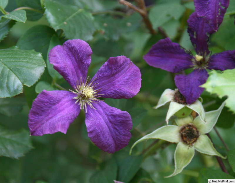 'Polish Spirit' clematis photo