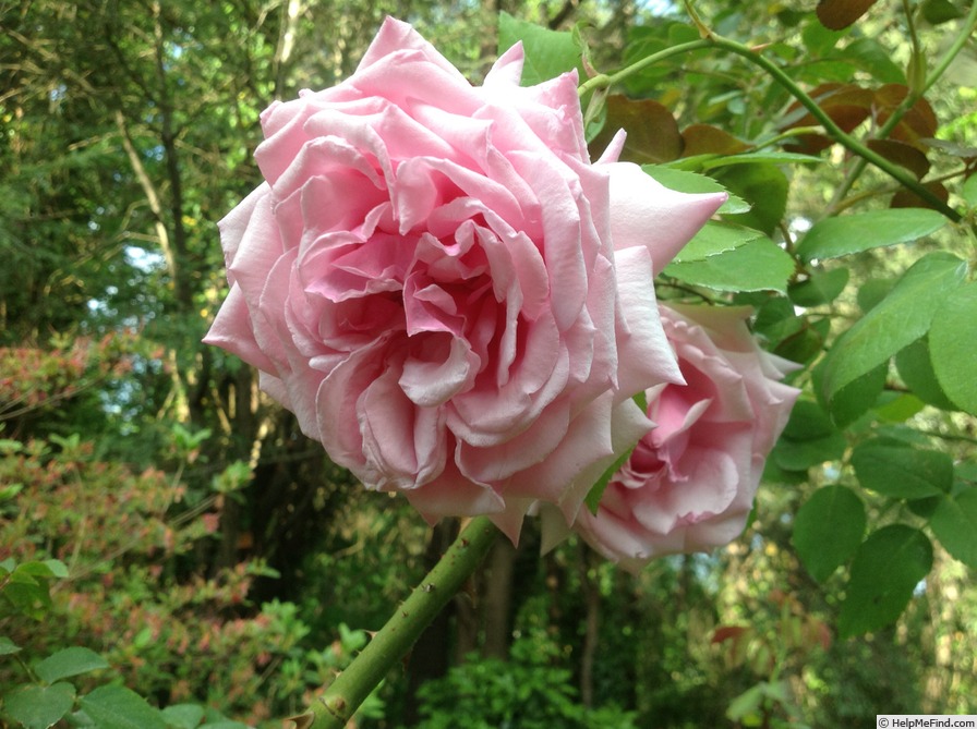 'La France' rose photo