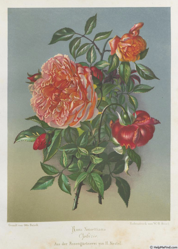 'Ophirie' rose photo