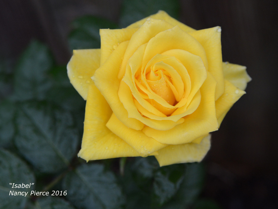 'Isabel (florists rose, Kordes, 2002)' rose photo