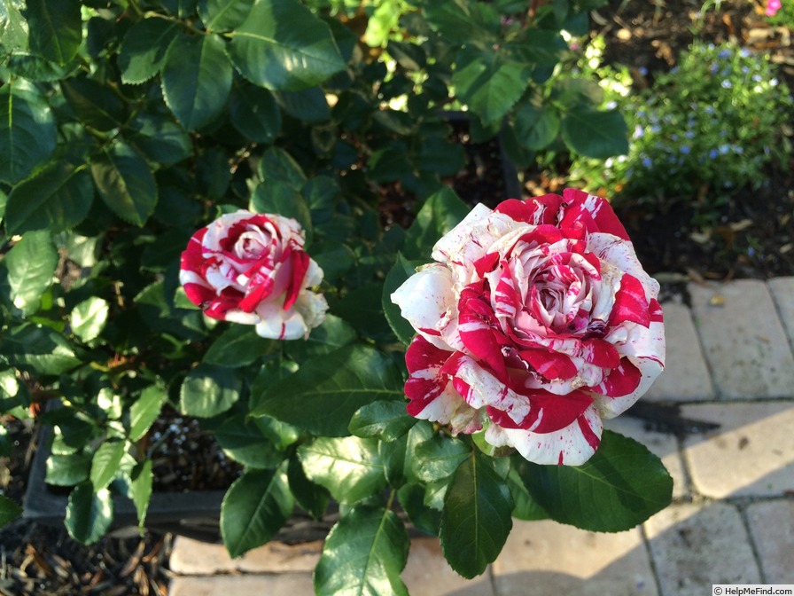 'Neil Diamond' rose photo