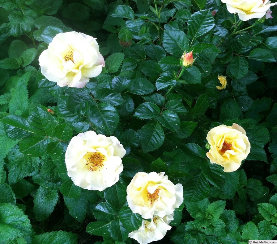 'Yellow Dog Rose' rose photo