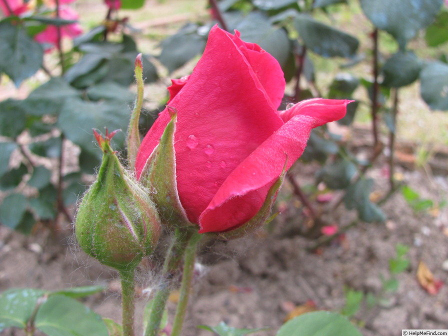 'Ricordo di Geo Chavez' rose photo