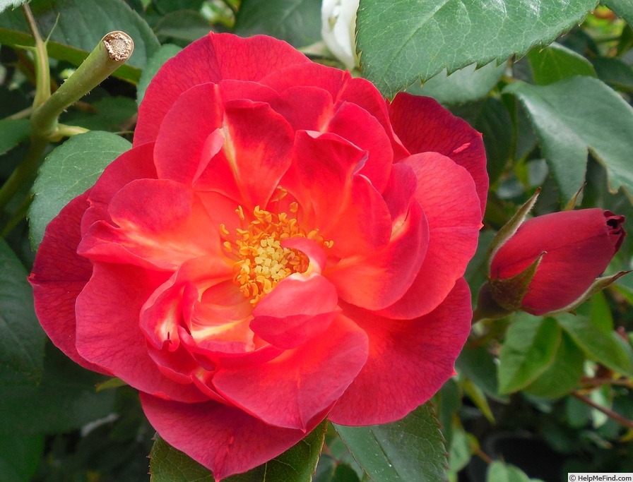 'Dragon's Blood' rose photo