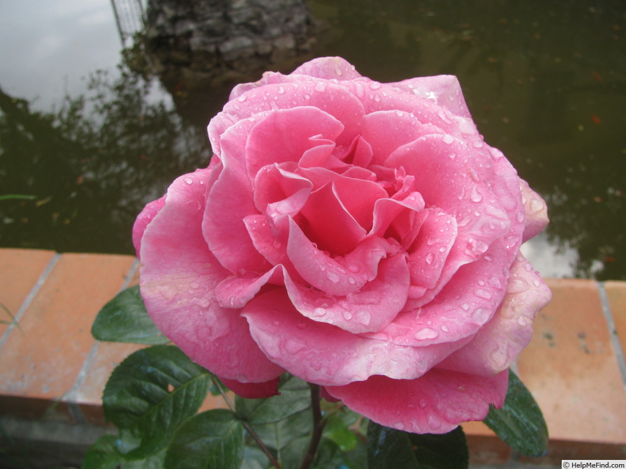 'Donna Silva Carmine' rose photo