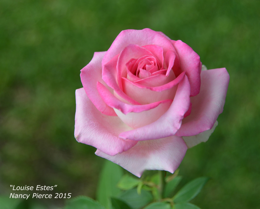 'Louise Estes' rose photo