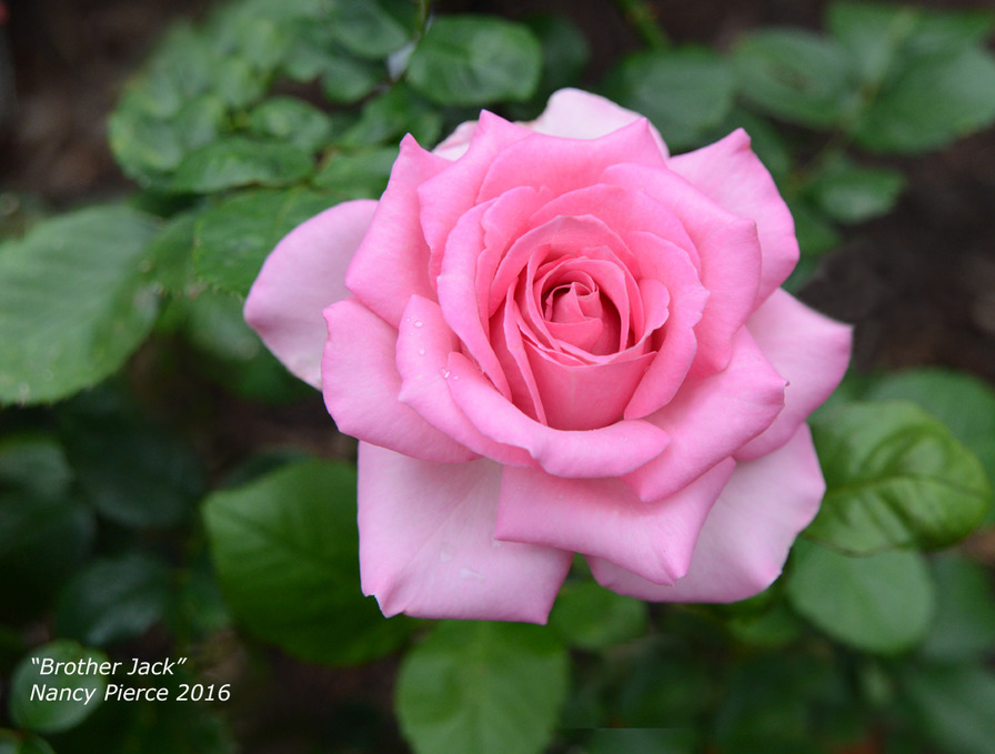 'Brother Jack' rose photo