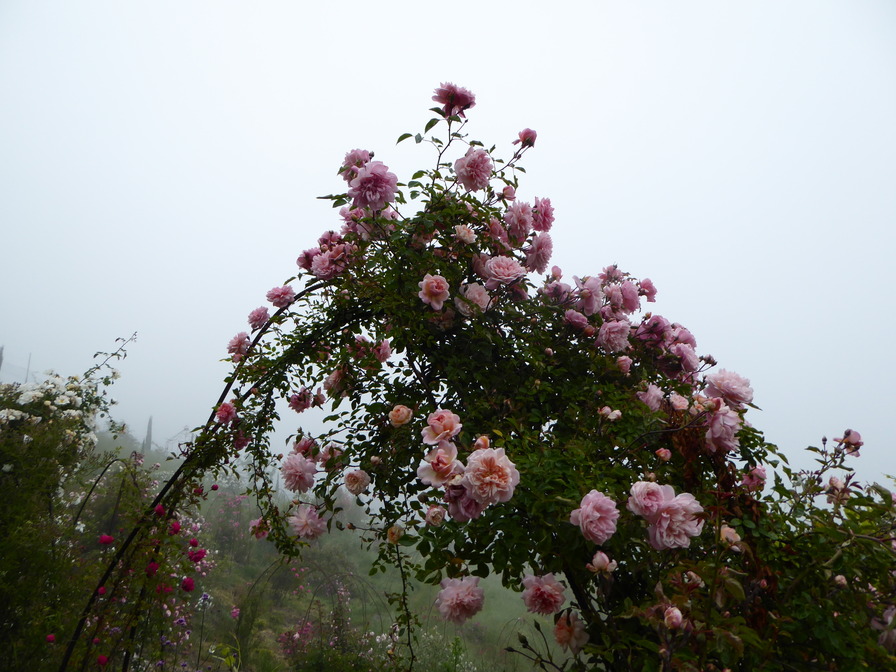 'Red Rose Ridge'  photo