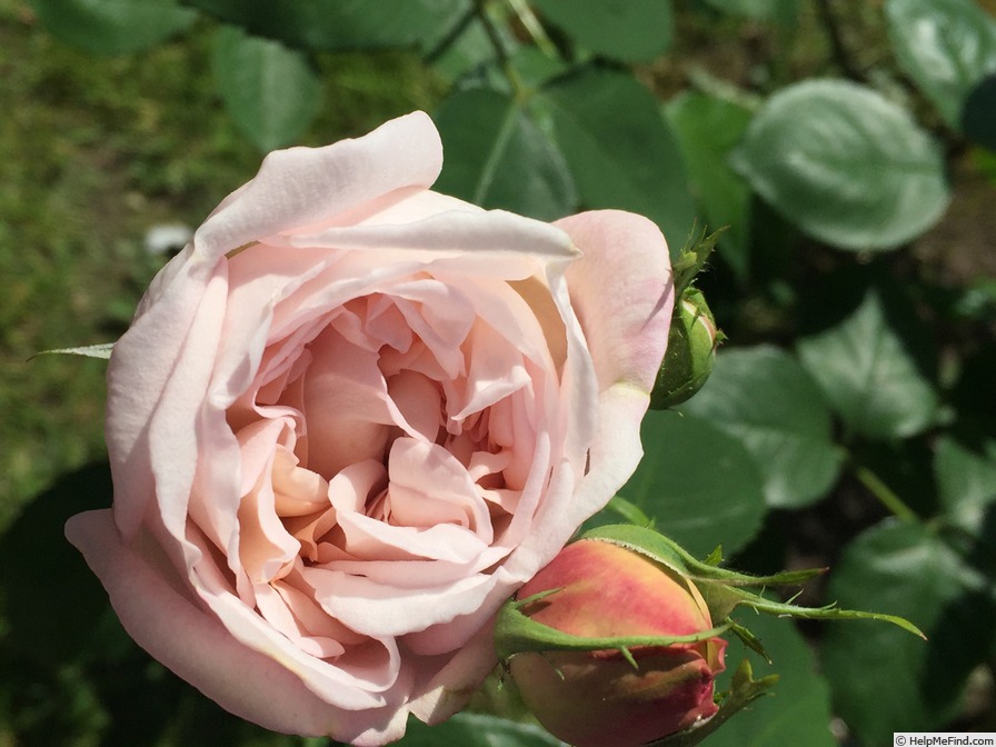 'Cymbeline (shrub, Austin, 1982)' rose photo