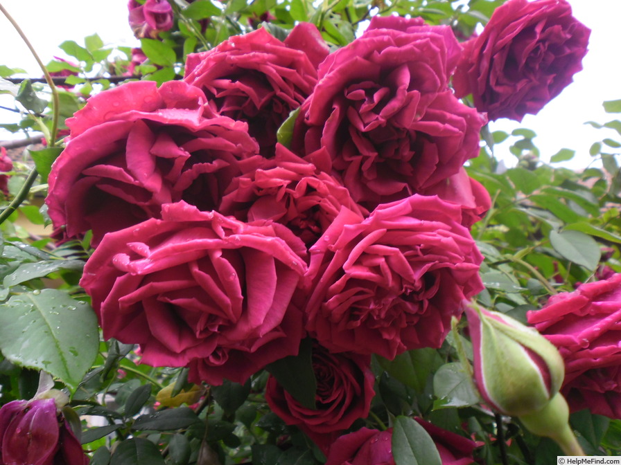 'Crimson Glory, Cl.' rose photo