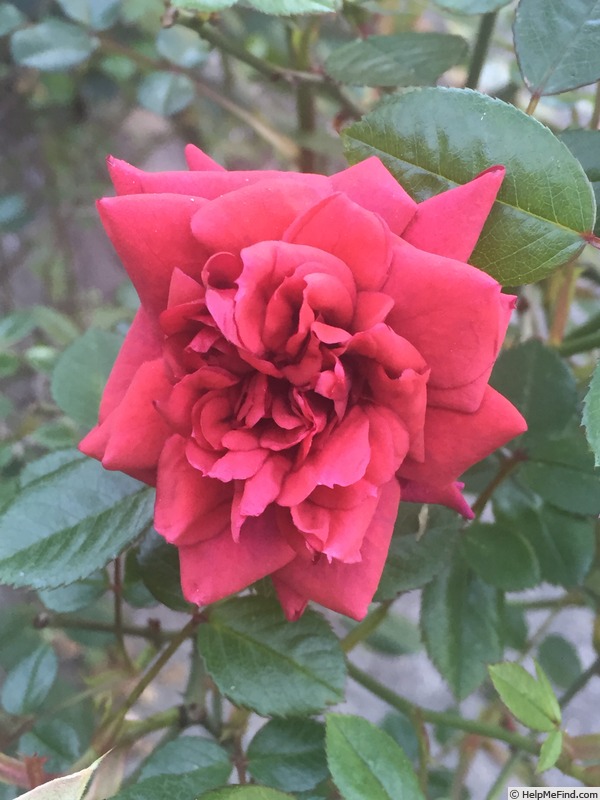'Don Marshall' rose photo