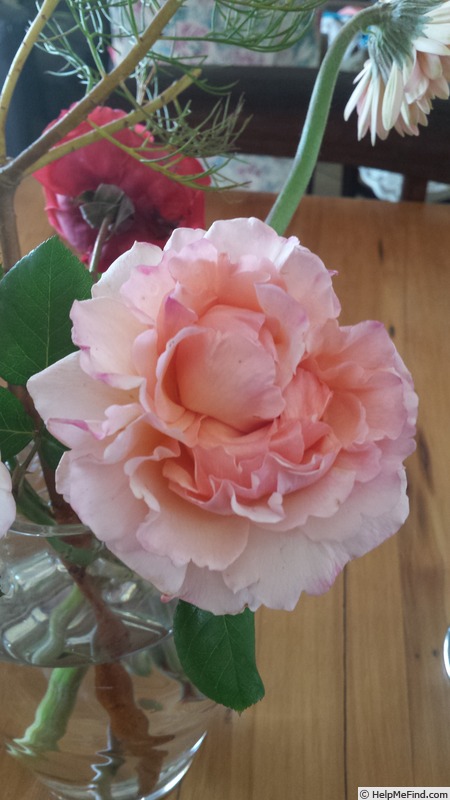 'MEIdysouk' rose photo