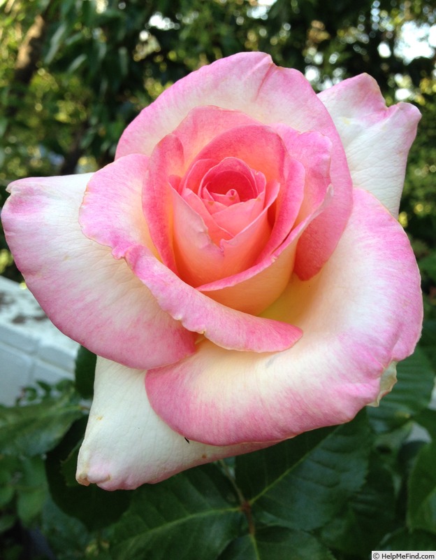 'LeAnn Rimes' rose photo