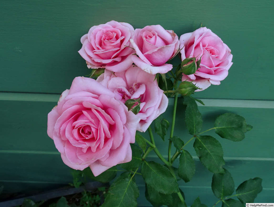 'Carol Amling' rose photo