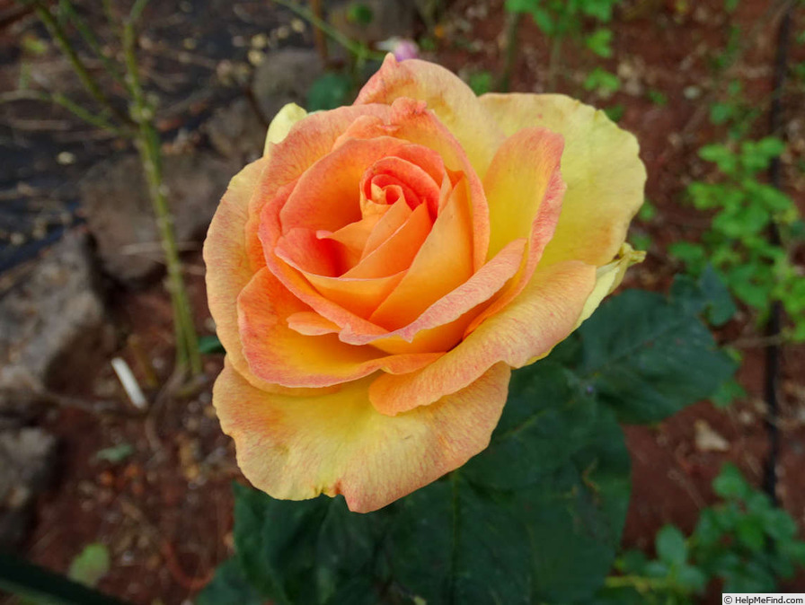 'Pacific Celebration' rose photo