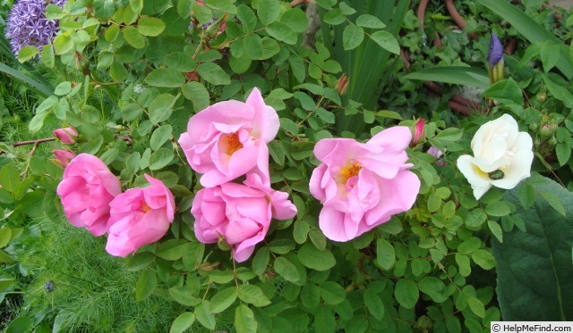 'Marguerite Hilling' rose photo