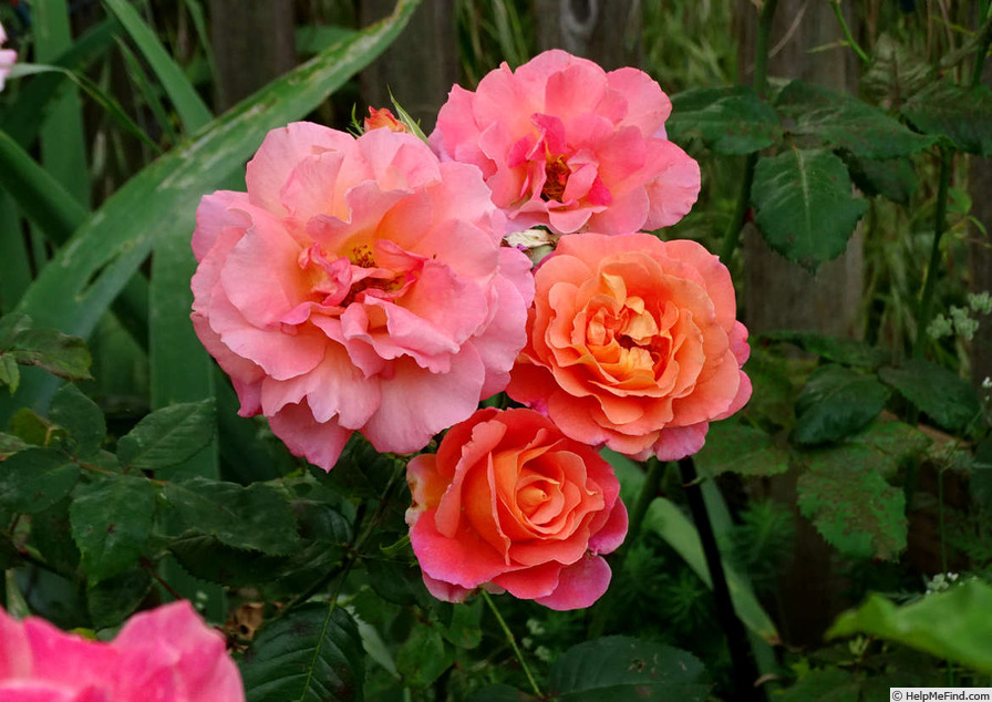'Freisinger Morgenröte (shrub, Kordes, 1988)' rose photo