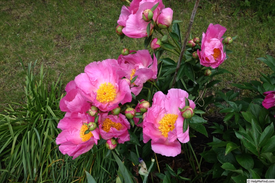 'Dawn Pink' peony photo