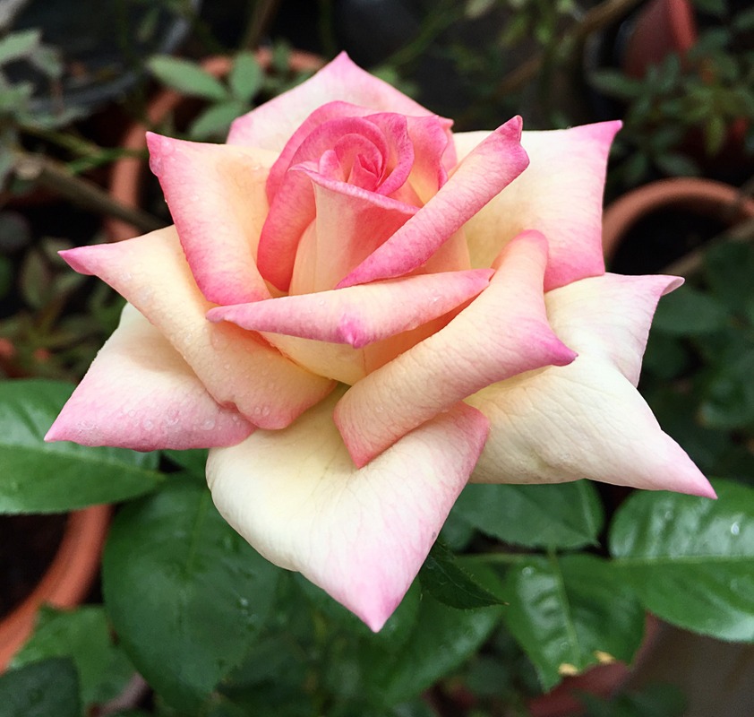 'Peace (hybrid tea, Meilland 1935)' rose photo