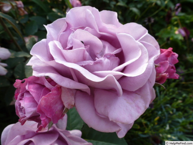'Terra Limburgia' rose photo