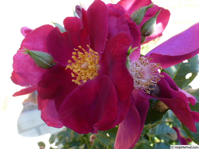 'Manhattan Blue (floribunda, Evers/Tantau, 1990)' rose photo