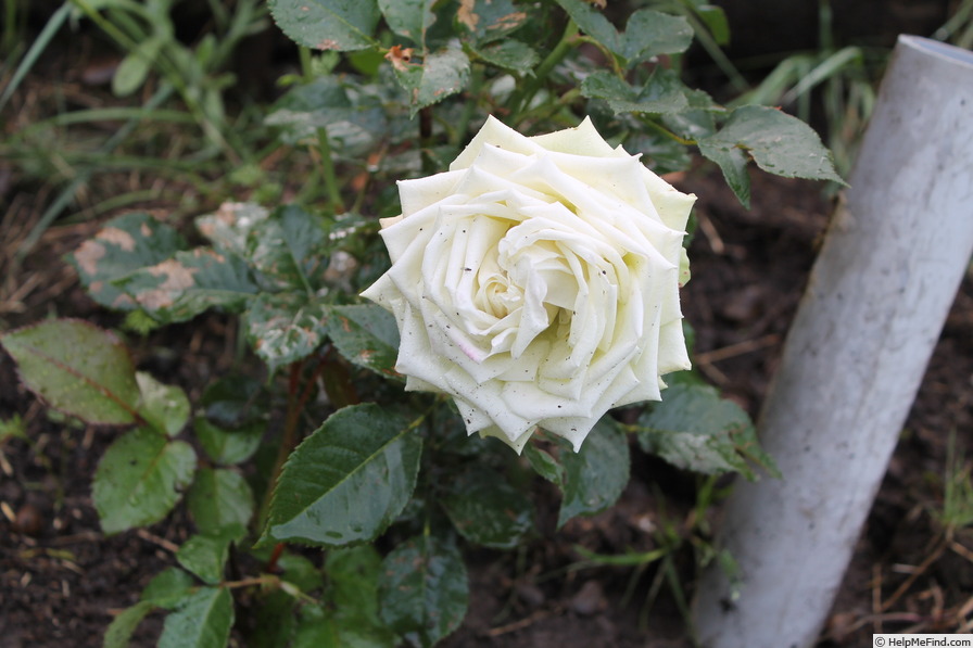 'Green Romantica ®' rose photo