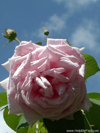 'La France' rose photo