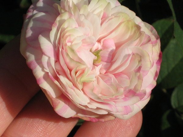 'Miralda' rose photo