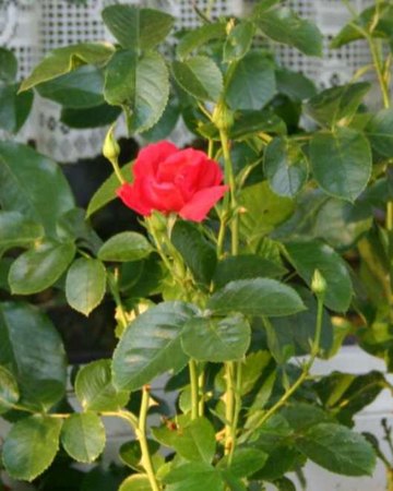 'Schleswig 87' rose photo