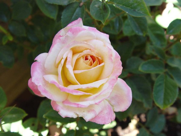 'Beth's Northern CA Rose Garden'  photo