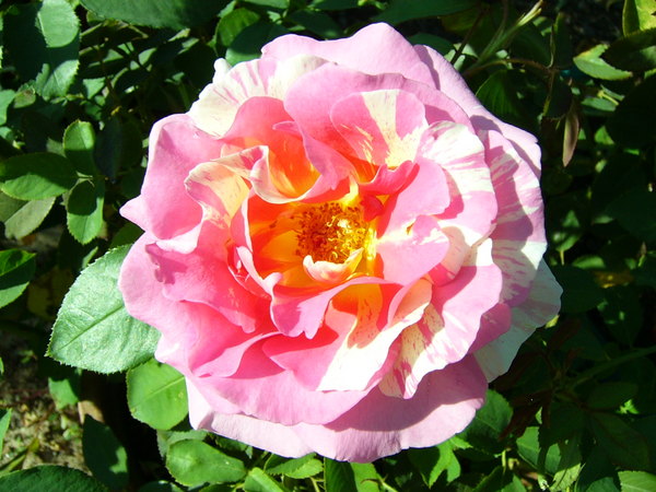 'Claude Monet ® (Hybrid Tea, Christensen, 1992)' rose photo