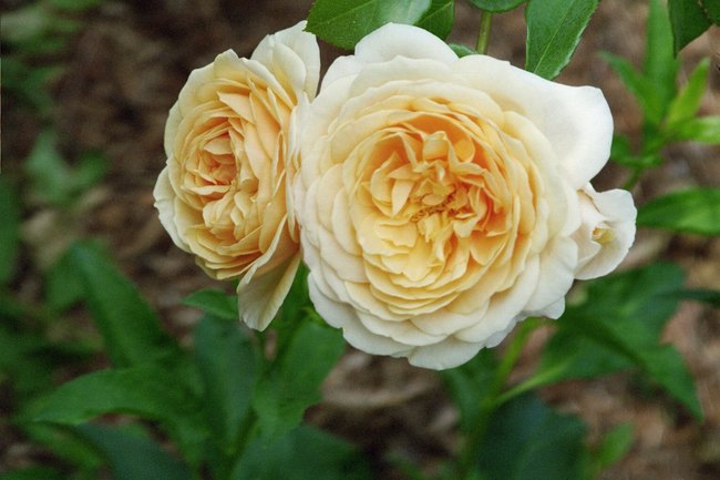 'Teasing Georgia' rose photo