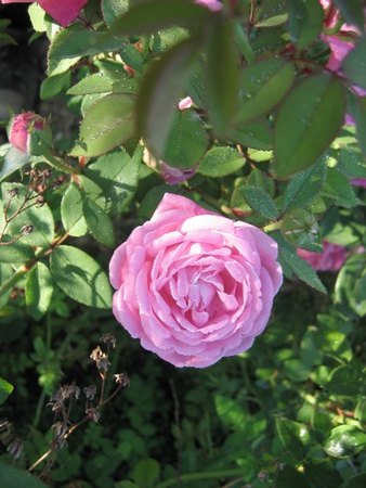 '<i>Rosa indica multipetala</i>' rose photo