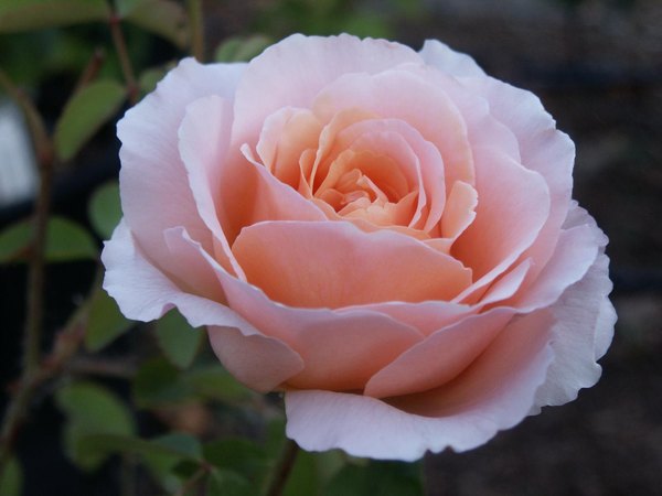 'Tamora (shrub, Austin, 1983)' rose photo