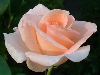 'Peach Sherbet' rose photo