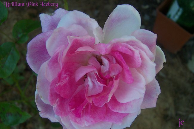 'Brilliant Pink Iceberg' rose photo