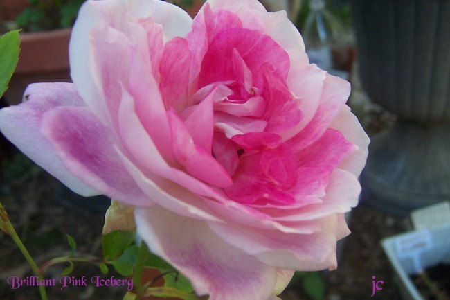 'Brilliant Pink Iceberg' rose photo