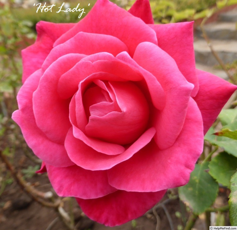 'Hot Lady ® (hybrid tea, Tantau, 1996/2003)' rose photo