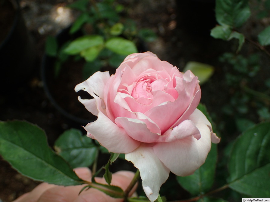 '14 The Wedgewood rose OP 01' rose photo