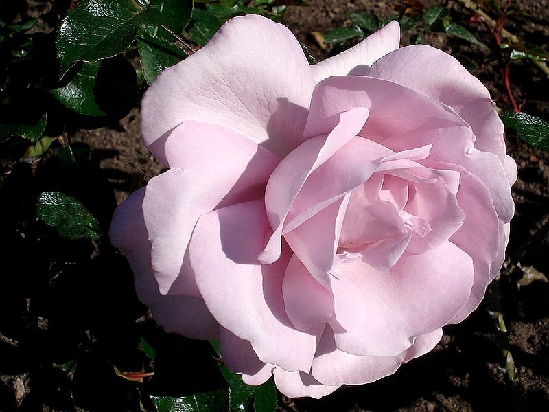 'La Rose du Petit Prince' rose photo