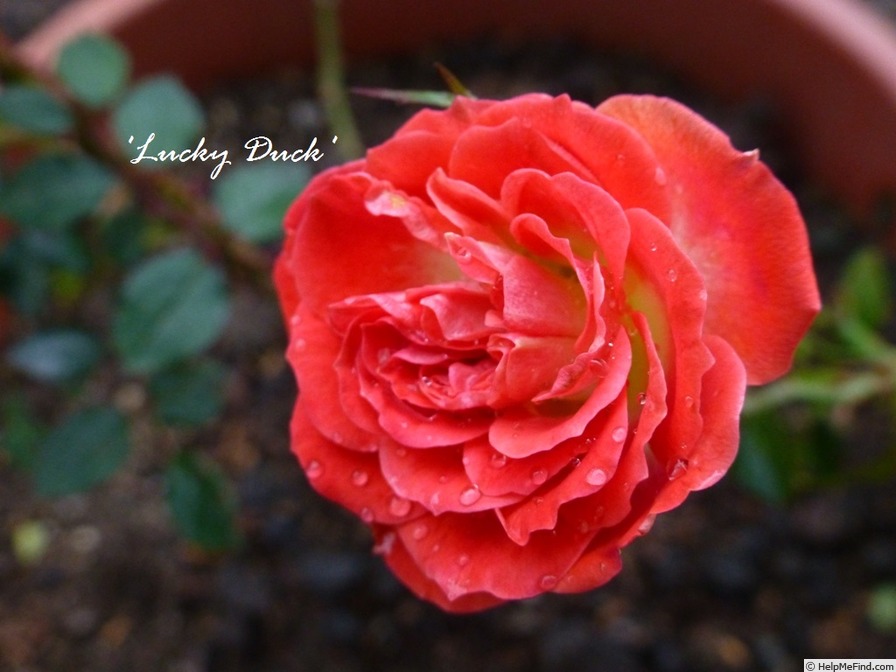 'Lucky Duck' rose photo