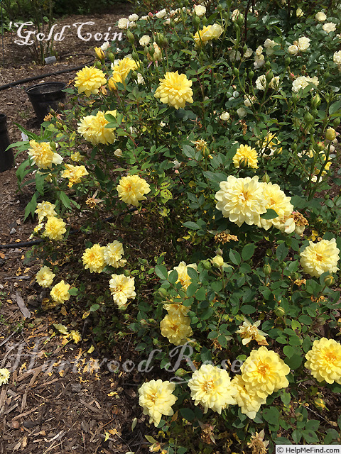 'Gold Coin' rose photo