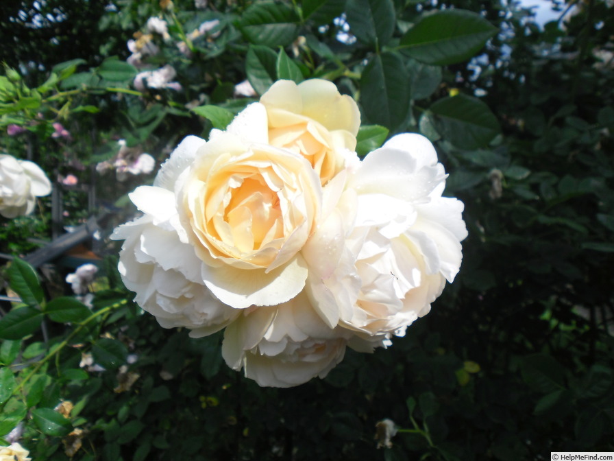 'Wollerton Old Hall' rose photo
