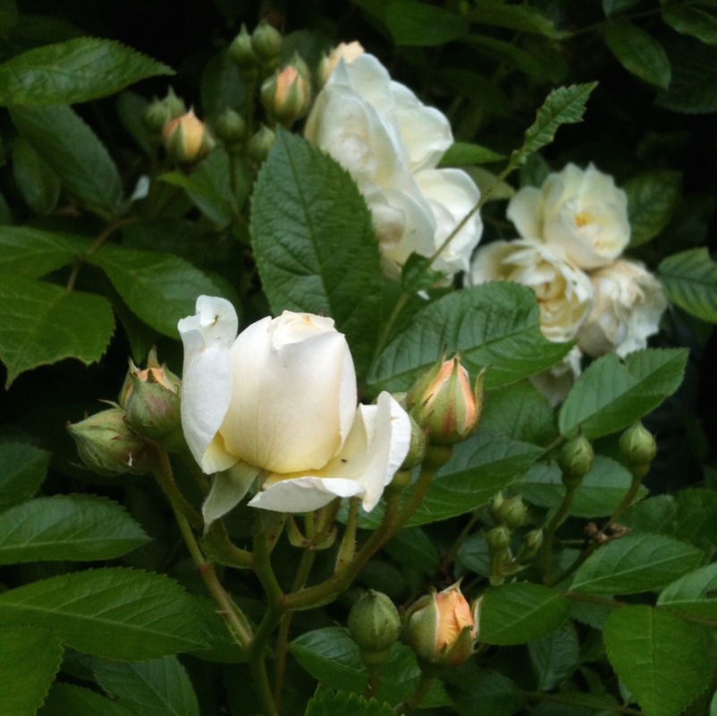 'Oriole (hybrid multiflora, Lambert, 1912)' rose photo