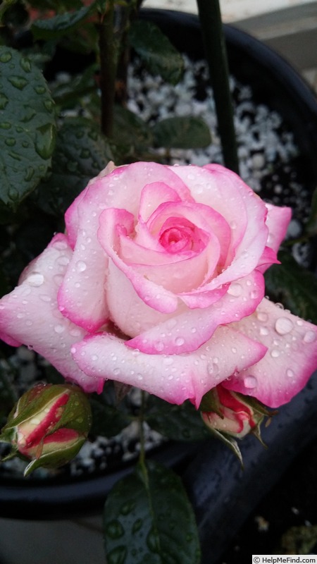 'La Minuette' rose photo