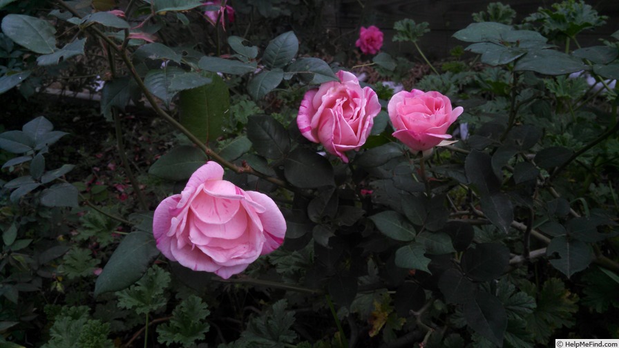 'Rainbow (tea, Sievers, 1889)' rose photo