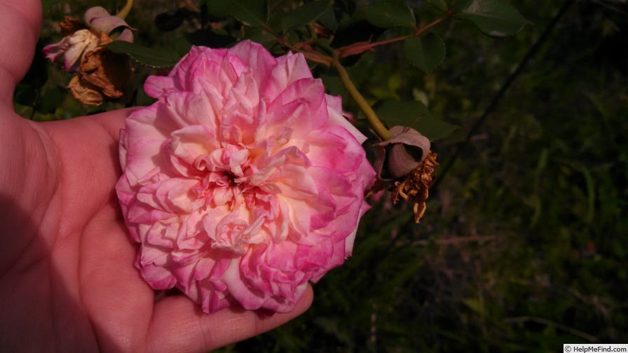 'Homère' rose photo