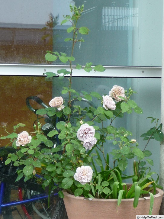 'Laika (shrub, Reister 2009)' rose photo